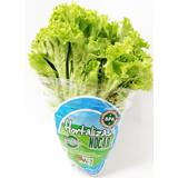 Lechuga Lisa Verde del Éxito  200 g en Éxito