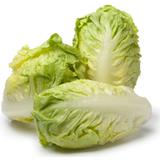 Lechuga Cogollo Europeo