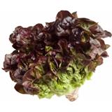 Lechuga Morada